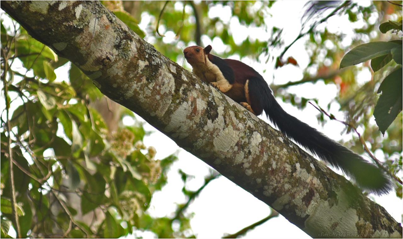 Spice Jungle Holiday Resort Munnar Exterior foto